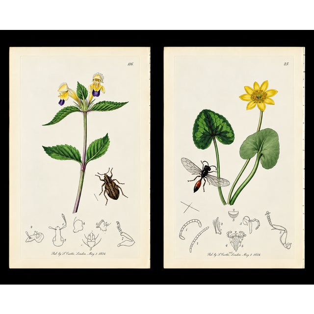 A rare grouping of original hand-colored engravings from John Curtis’s celebrated British Entomology, dating to circa...