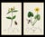 A rare grouping of original hand-colored engravings from John Curtis’s celebrated British Entomology, dating to circa...