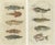 Gottlieb Tobias Wilhelm, Viviparus, Oyster Toadfish and Tusk Fish, 1832, Paper, Set of 2 For Sale