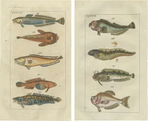 Gottlieb Tobias Wilhelm, Viviparus, Oyster Toadfish and Tusk Fish, 1832, Paper, Set of 2