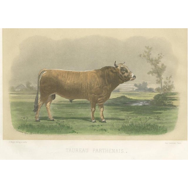After Van Marcke, Parthenais Bull, , 1873, Paper For Sale - Image 12 of 12