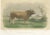 After Van Marcke, Parthenais Bull, , 1873, Paper For Sale - Image 12 of 12