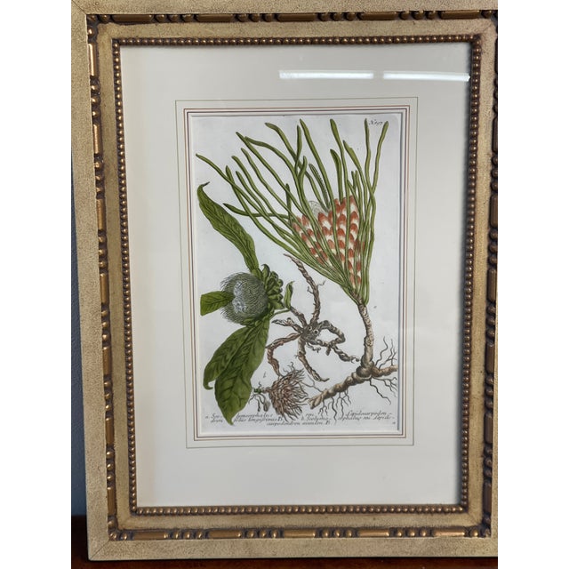 Traditional Johann Wilhelm Weinmann Original Hand-Coloured Botanical Mezzotint From Phytanthoza Iconographia (1683-1741), Circa 1740 For Sale - Image 3 of 4