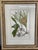 Traditional Johann Wilhelm Weinmann Original Hand-Coloured Botanical Mezzotint From Phytanthoza Iconographia (1683-1741), Circa 1740 For Sale - Image 3 of 4