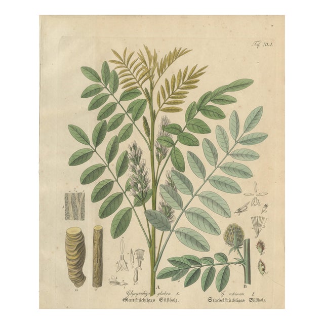 Glycyrrhiza Glabra & Echinata, 1800s, Paper For Sale