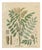 Glycyrrhiza Glabra & Echinata, 1800s, Paper For Sale