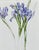 Wonderful watercolor floral study of purple iris (1985) by California artist Deborah Eddy (American, b. 1943). Signed...