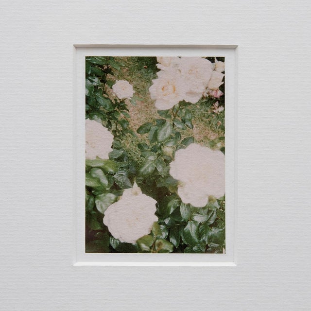 The Rose Garden Nº 35 Print by David Urbano, 2018 For Sale - Image 6 of 9