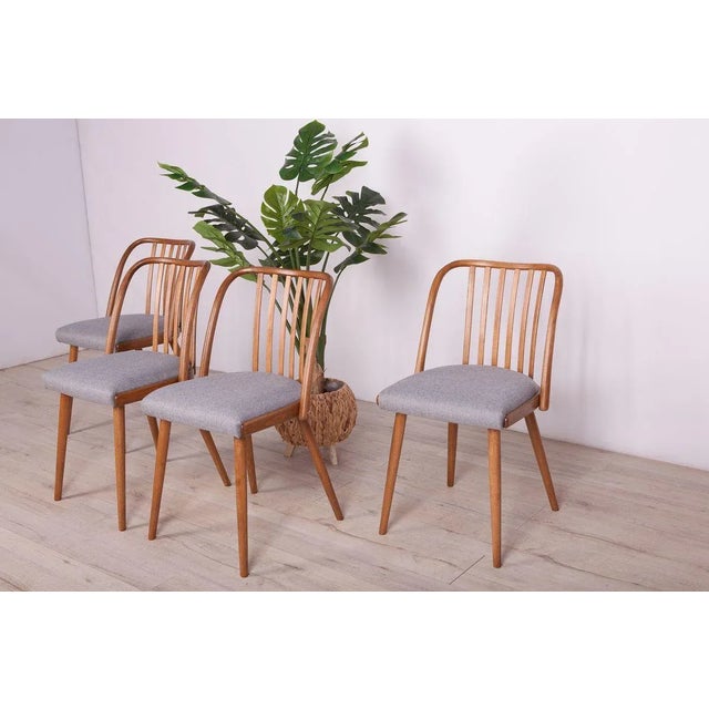 Set of 4 vintage dining chairs by Antonin Suman for TON. From the 1960s. In beech wood. Surface has been polished, wooden...