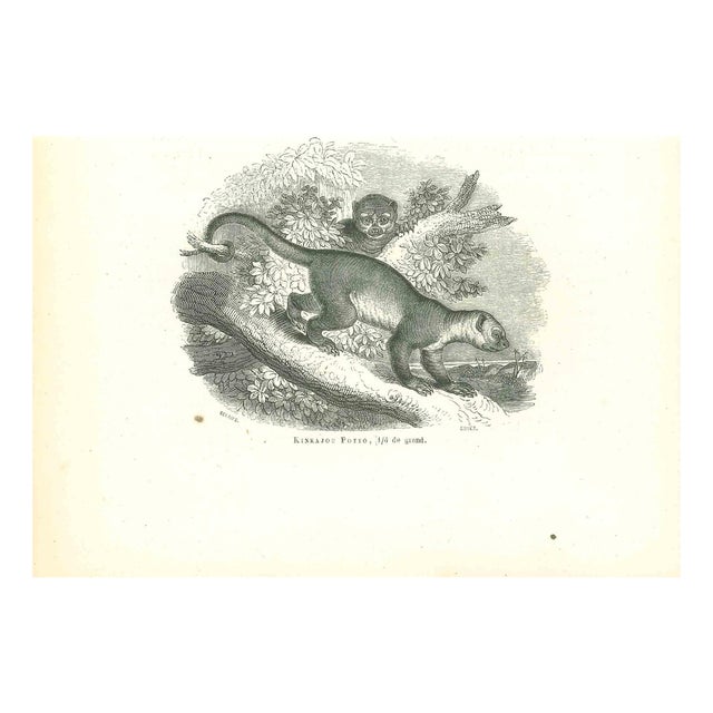 Paul Gervais, Kinkajou Potto, 1854, Lithograph For Sale