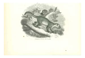 Paul Gervais, Kinkajou Potto, 1854, Lithograph