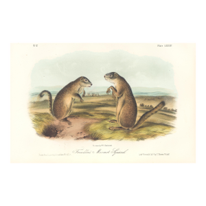 1851 Audubon Quadruped Octavo Lithograph "Plate 84 Franklin's Marmot Squirrel"