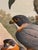 Late 20th Century Late 20th Century Falcons Original Oil Painting Richard Sloan Style Maya Temple Birds Rainforest For Sale - Image 5 of 13