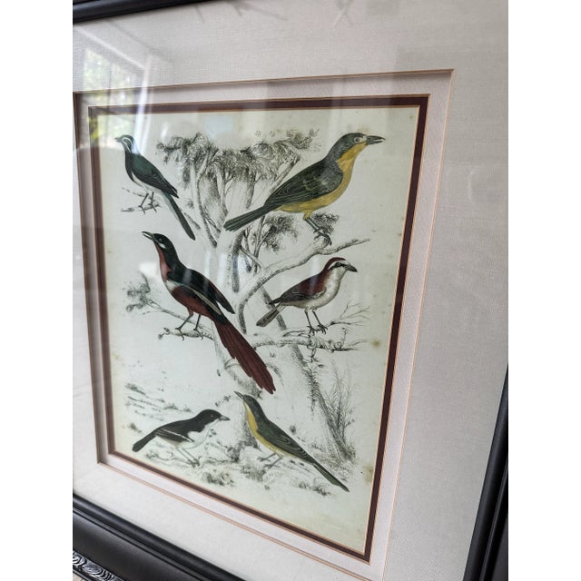 1970s Vintage Bird Motif Prints, Pair For Sale - Image 5 of 7