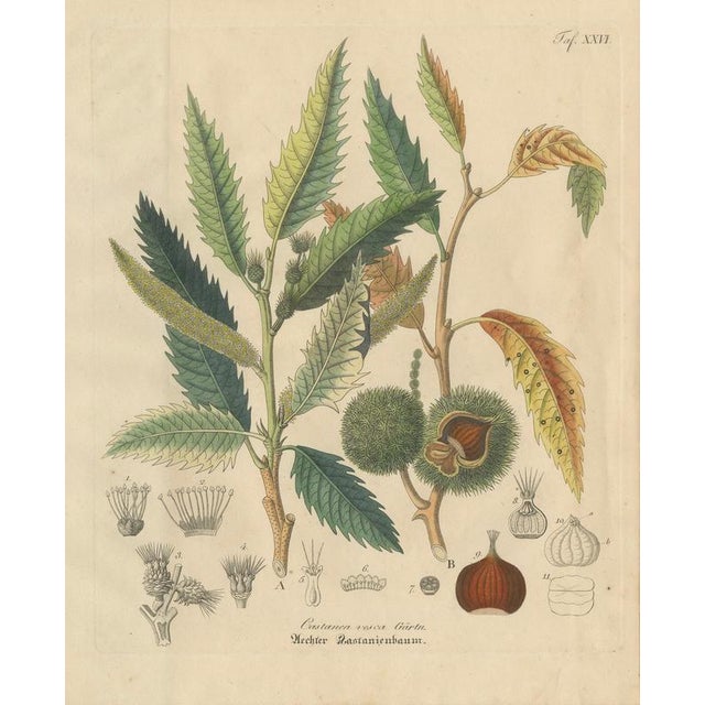 Antique Chestnut Botanical Print, Castanea Vesca, Hand Colored, c.1831 : This original botanical engraving depicts...