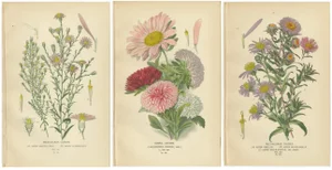 Michaelmas Daisies and China Asters and New England Asters, 1897, Paper, Set of 3