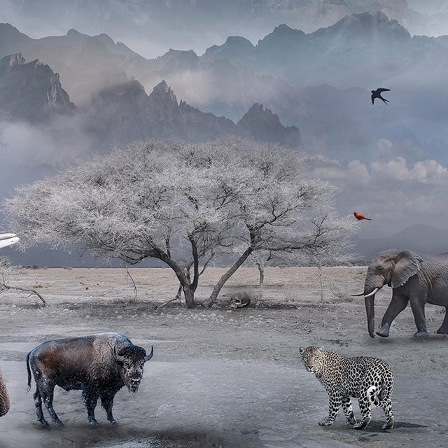 Early 21st Century The Last Drop of Water by Marcin Owczarek | Photography - Dye Sublimation on Aluminum featuring animals in a dry landscape For Sale - Image 5 of 5
