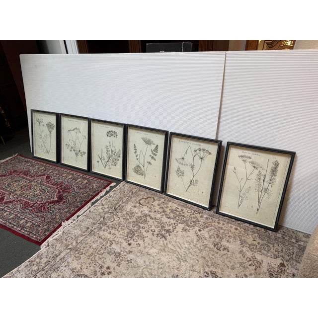 Napa Home & Garden Wildflower Study Art Prints, Set of Six For Sale - Image 9 of 12