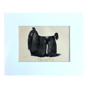Antique 1890s Dog Print in 8 x 10 Mat: "The Black Poodle Achilles"