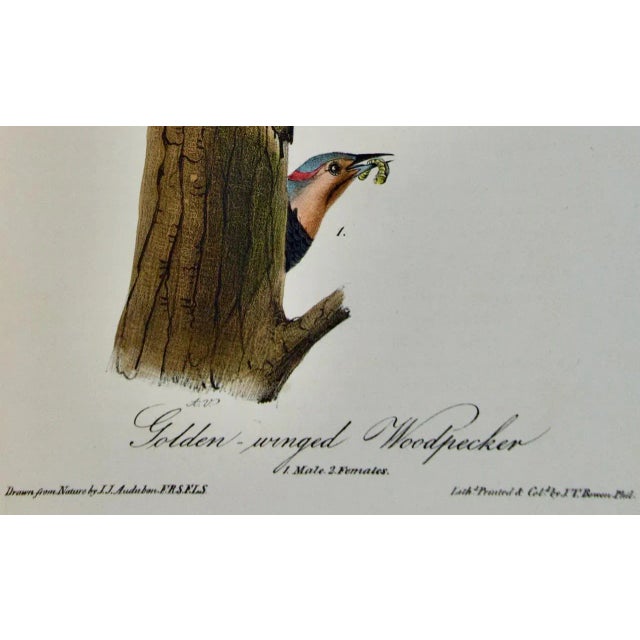 Mid 19th Century Audubon Golden-Winged Woodpecker: First Octavo Edition Audubon Hand-Colored Lithograph, 1840 For Sale - Image 5 of 5