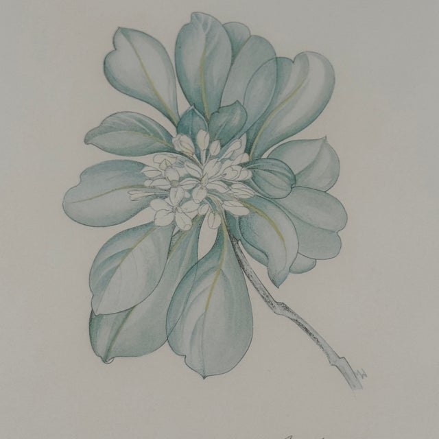 Margot Weemaes 1981 Pittosporum Tobira Botanical Portfolio Print For Sale In Tampa - Image 6 of 12