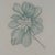 Margot Weemaes 1981 Pittosporum Tobira Botanical Portfolio Print For Sale In Tampa - Image 6 of 12