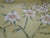 Not Yet Made - Made To Order 36" * H96"/Panel * 4ps,Brown-Yellow Magnolia Wallpaper, Magnolia‌ Wallpaper Mural, 4 Panels For Sale - Image 5 of 8