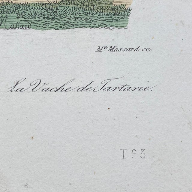 Paper French Antique 18th Century "Le Souslik" Animal Engraving Hand Colored Signed Artwork For Sale - Image 7 of 8