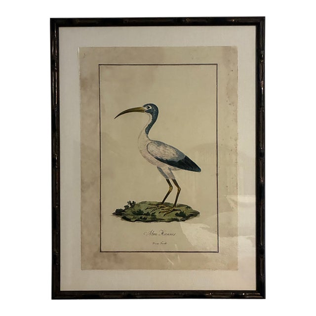 Natural Curiosities “Abou Hannes” Sacred Ibis Bird Print in Faux Bamboo Frame For Sale