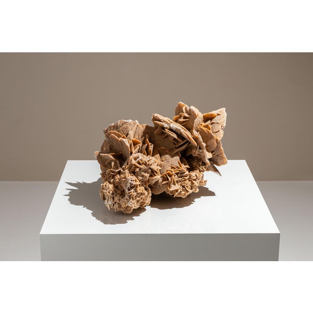The Desert Rose is a striking cluster of crystal formations that naturally forms in arid, sandy regions—most famously, the...