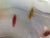 Glass Vintage Murano Style White Tear Shaped Bowl For Sale - Image 7 of 9