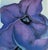 Georgia O'Keeffe Vintage 1989 Georgia O’Keeffe Purple Petunias Newark Art Museum Offset Lithograph Poster For Sale - Image 4 of 7