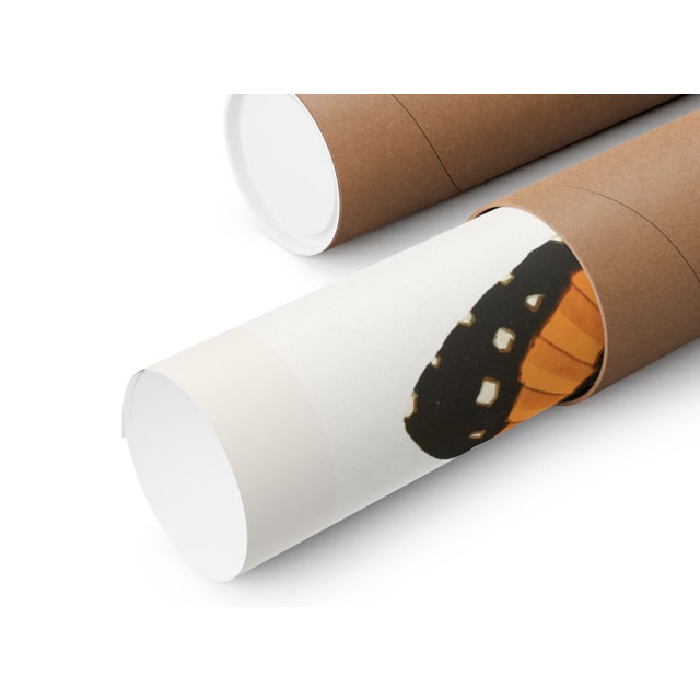 Butterflies (E. A. Séguy), Vintage Art Print Reproduction, 18" × 24" For Sale In Buffalo - Image 6 of 6