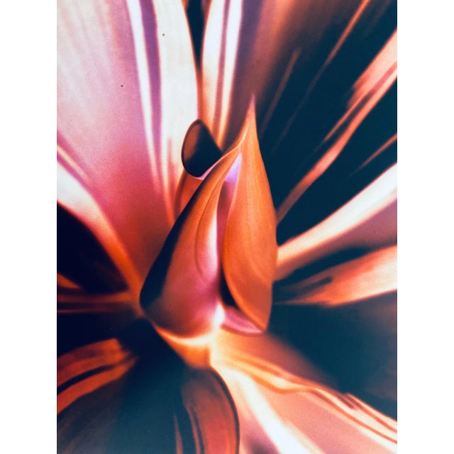 FLORA & FAUNA SERIES, c.1998, Fuji crystal archive paper. Unsigned, Photographer Jeffrey Rothstein focuses on different...