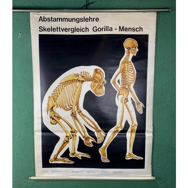 College Skeleton Man-Gorilla Poster, 1986, in Good conditions. Designed 1980 to 1989
