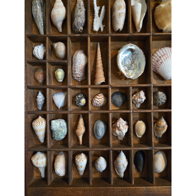 Antique Hamilton Letterpress Printer Tray Drawer With Natural Specimen Shells For Sale In Phoenix - Image 6 of 18