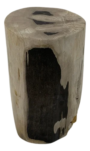Beige to Black Petrified Wood Organic Stomp Shape Stand End Side Table Pedestal