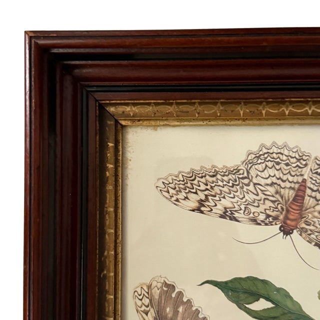 Vintage Butterfly & Botanical Study Prints, Set of 2, Classical Natural History Style Reproduction For Sale - Image 4 of 6