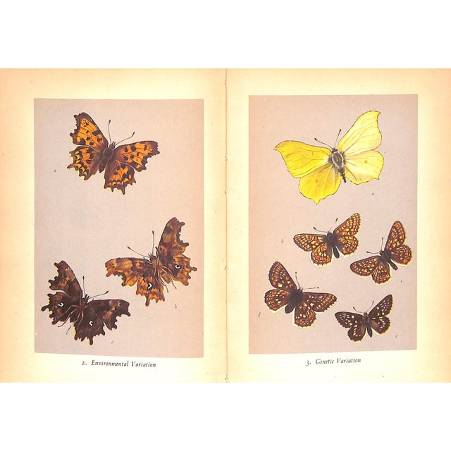 "British Butterflies" 1951 Ford, e.b. For Sale - Image 10 of 11