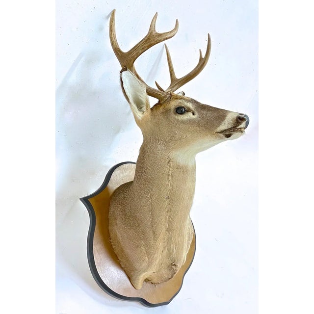 Whitetail Deer Shoulder Mount For Sale - Image 4 of 9