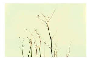 Brittany III, Photograph, 2003