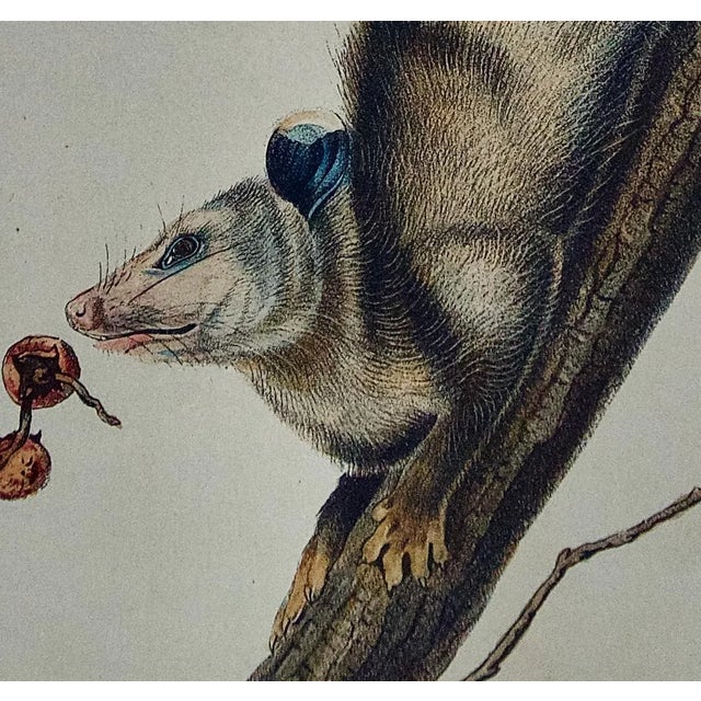 Mid 19th Century Audubon Virginian Opossum: An Original Audubon Hand-Colored Lithograph, 1849-1854 For Sale - Image 5 of 5