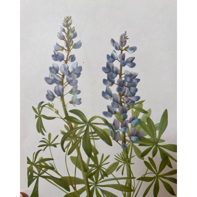 This is a beautiful set of 6 framed original vintage botanical prints from 1953. These authentic mid-century wild flower...