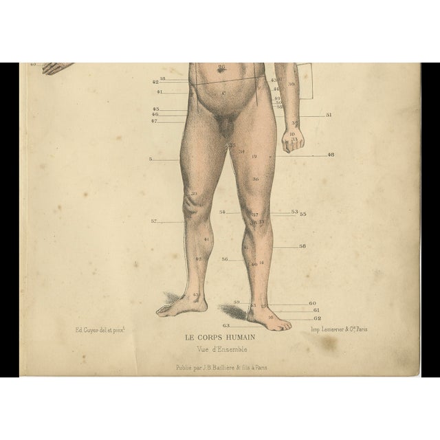 Kuhff, Human Body, 1879, Paper For Sale - Image 4 of 5