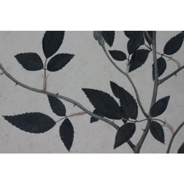 Paint Red Camellia Rose Chinese Watercolour For Sale - Image 7 of 7