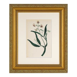 19th Century Antique English Hand Colored Sweet Pea Botanical Prints 1864 For Sale