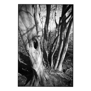 Paul Cooklin, Shadowed Tree, Edition of 50 For Sale