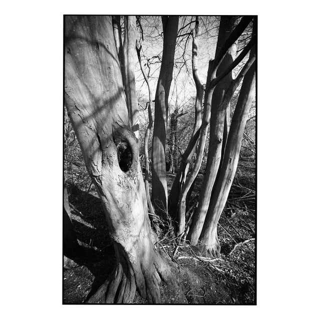Paul Cooklin, Shadowed Tree, Edition of 50 For Sale