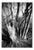 Paul Cooklin, Shadowed Tree, Edition of 50 For Sale