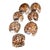 Shell Vintage Nautical Sea Life Table Decor Seven Tiger Cowrie Shell Napkin Rings For Sale - Image 7 of 7